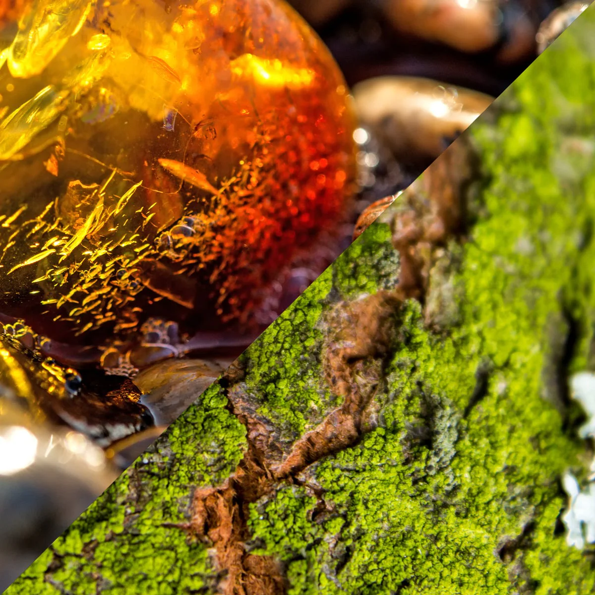 Amber Moss & Teak Fragrance Oil - Image 3