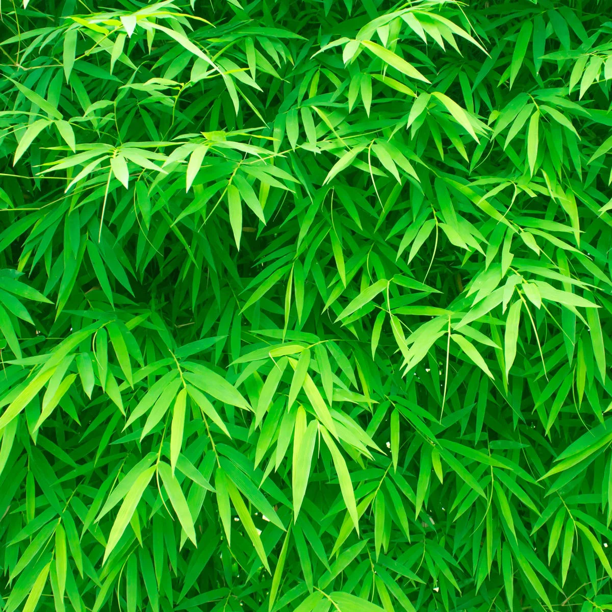 Australian Bamboo Grass Fragrance Oil - Image 3
