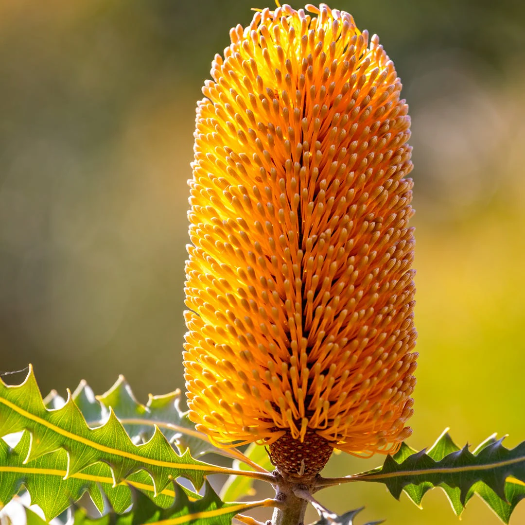Bergamot & Banksia Fragrance Oil - Image 4