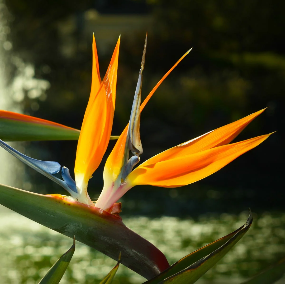 Birds of Paradise Fragrance Oil - Image 2