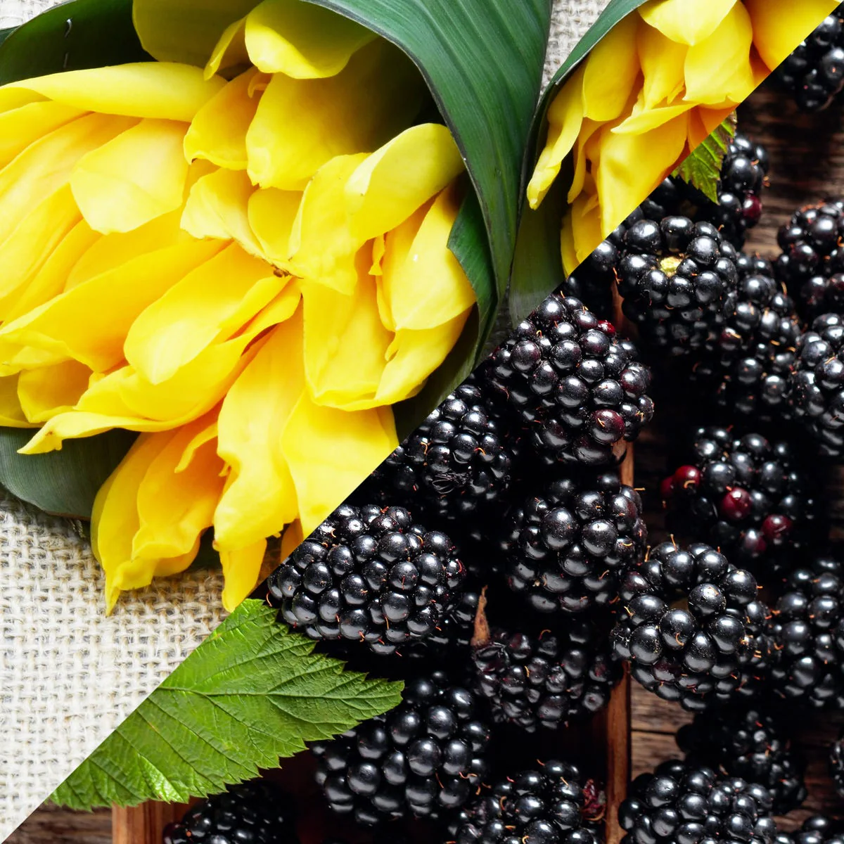Blackberry & Ylang Ylang Fragrance Oil - Image 2
