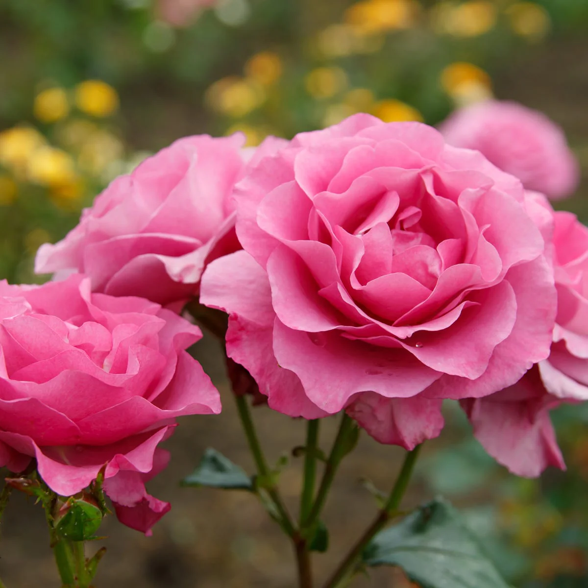Bulgarian Rose Fragrance Oil - Image 3
