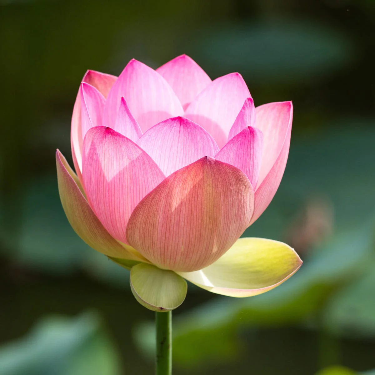 Camellia & Pink Lotus (Kyoto in Bloom Type) Fragrance Oil - Image 2