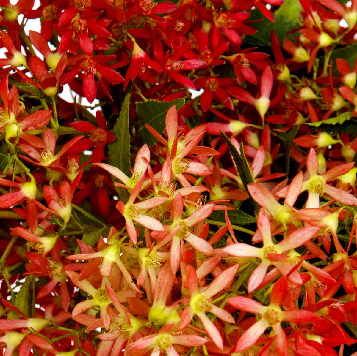 Christmas Eve Christmas Bush Fragrance Oil - Image 2