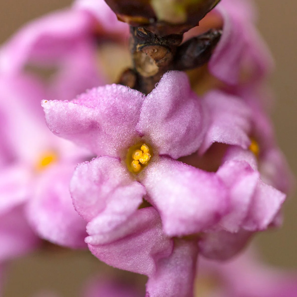 Daphne Fragrance Oil - Image 4