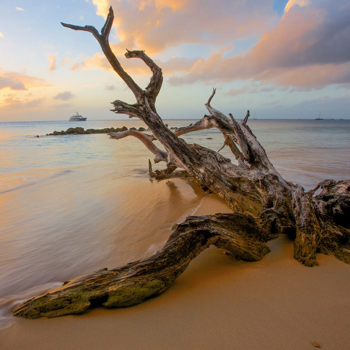 Driftwood Fragrance Oil - Image 4