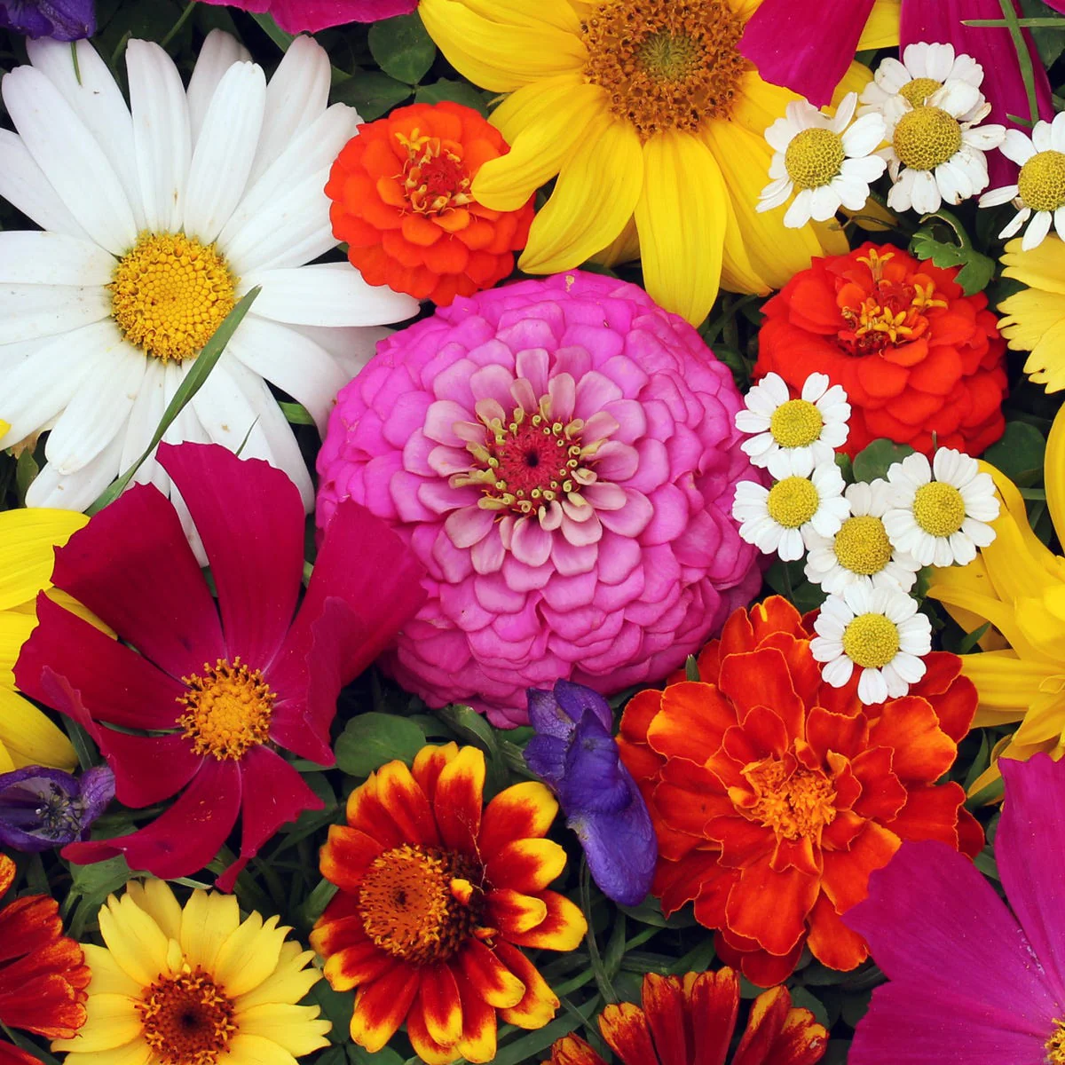 Flower Drum Type Fragrance Oil - Image 3