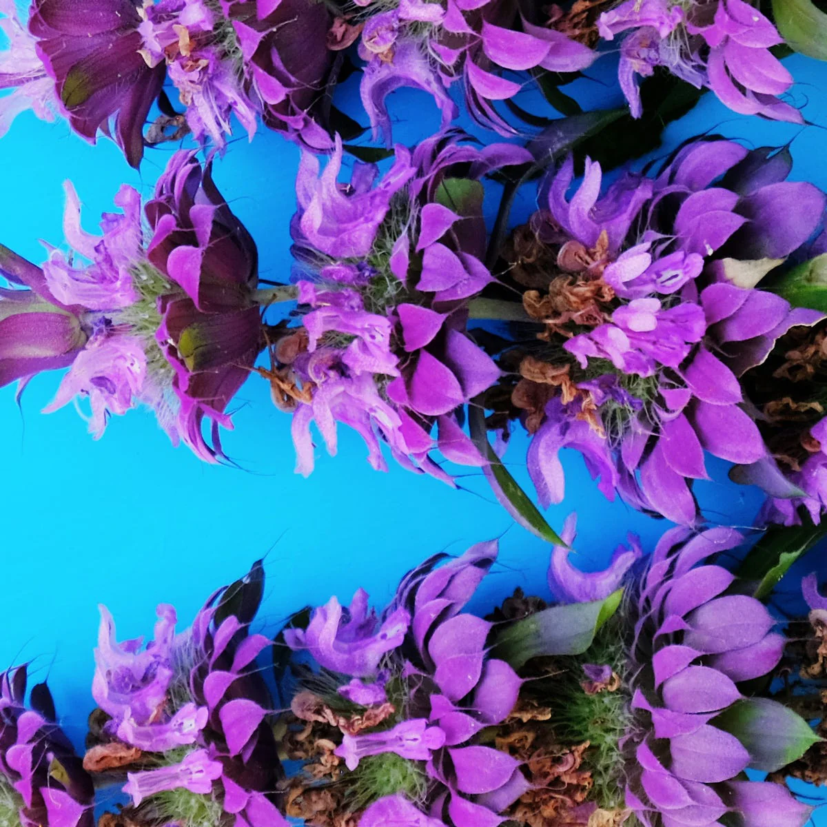 Forbidden Fantasy Fragrance Oil - Image 4