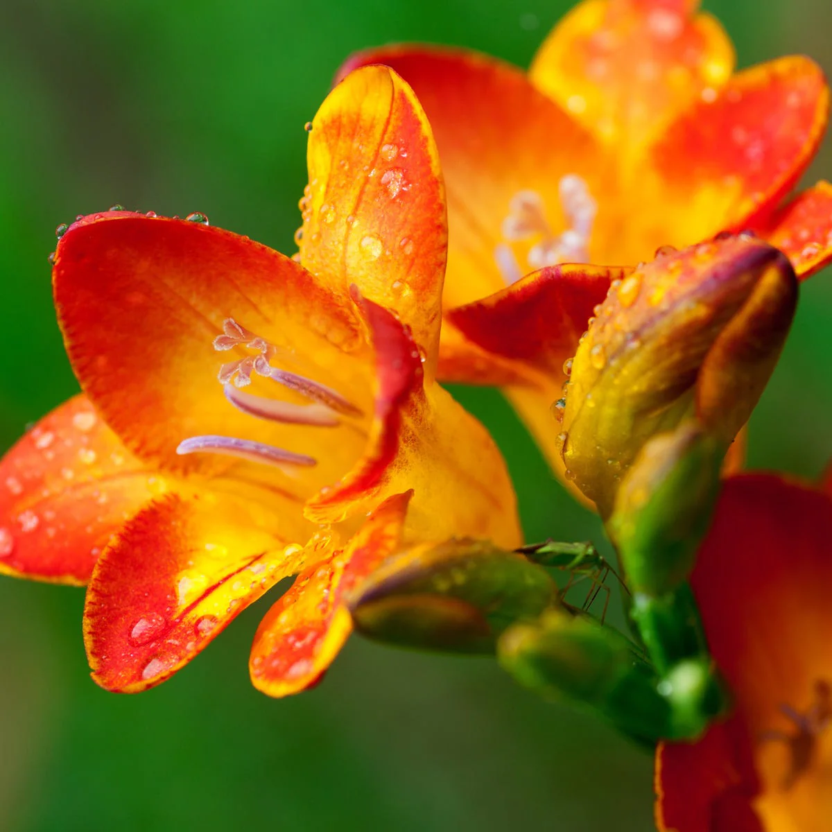 Freesia Fragrance Oil - Image 3
