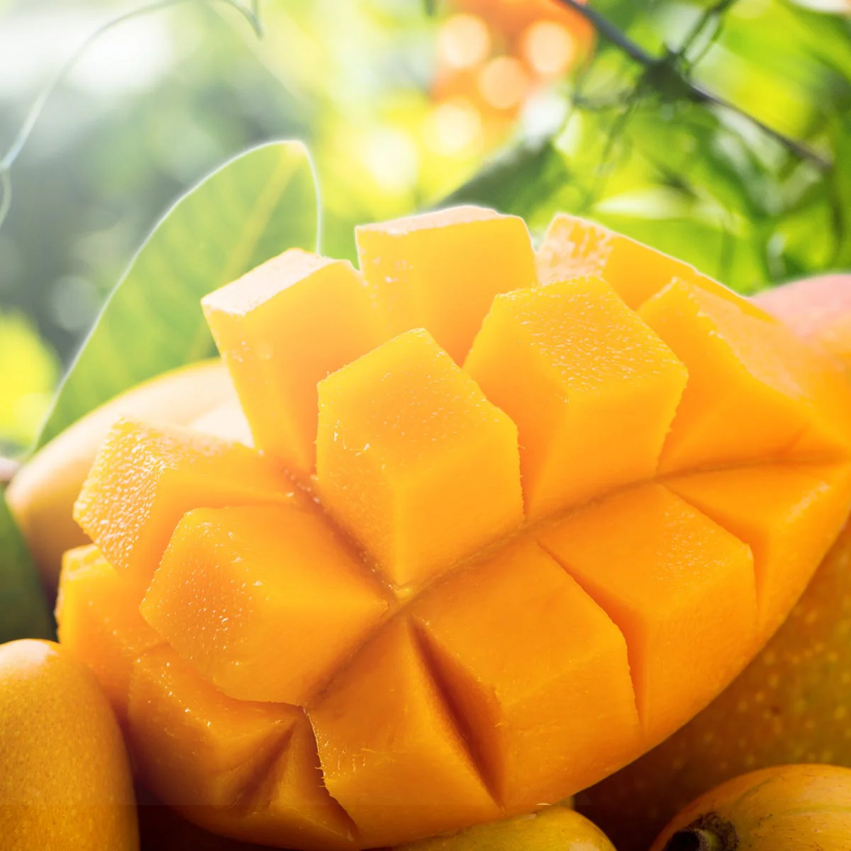Fresh Mango Fragrance Oil - Image 4