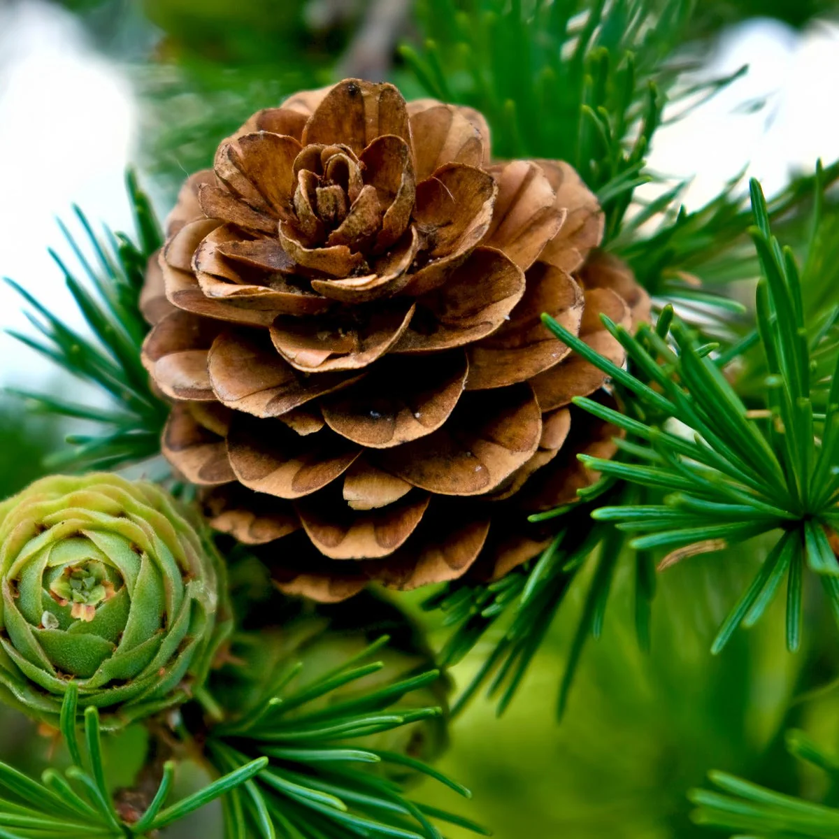 Fresh Pine & Fir Needle Fragrance Oil - Image 5