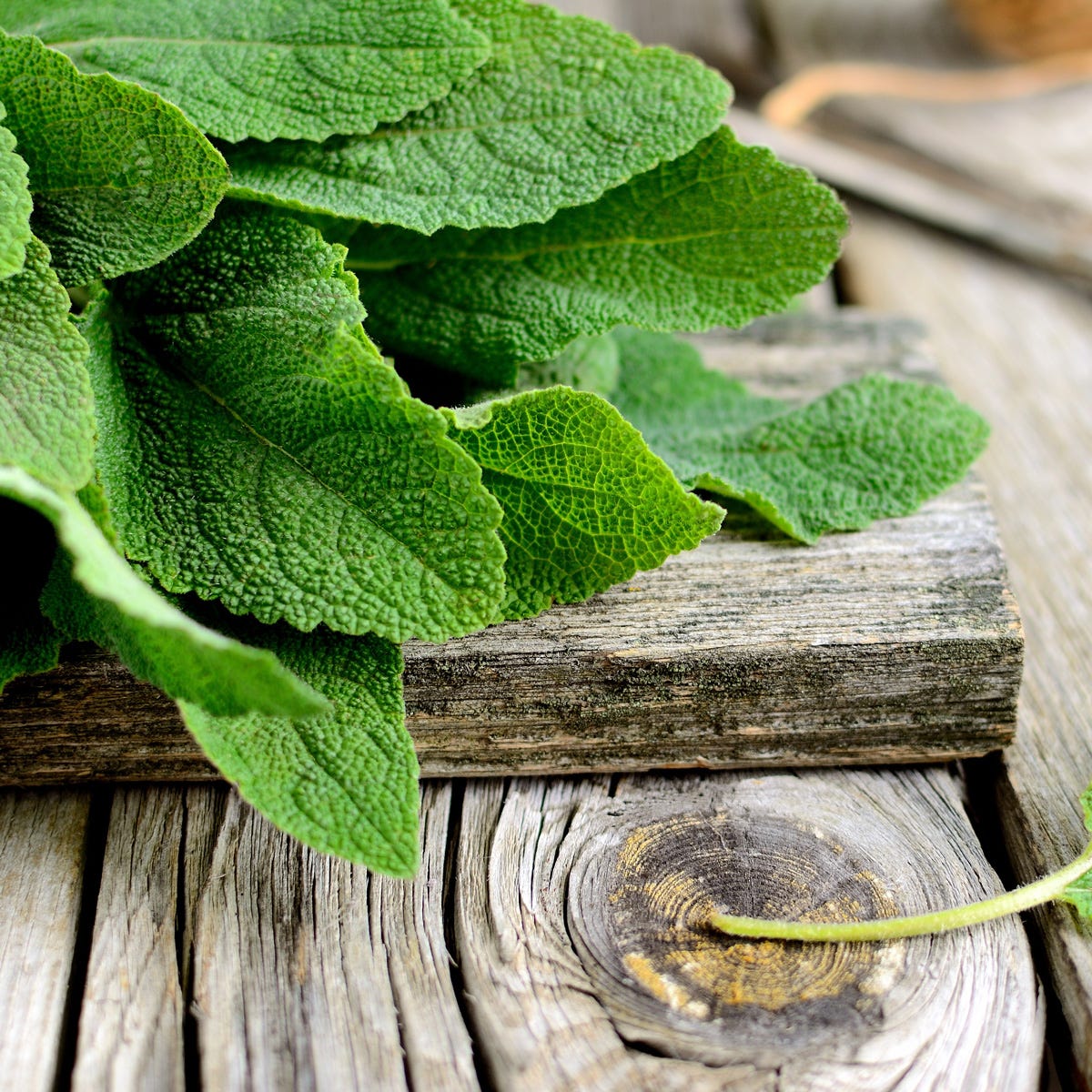 Fresh Sage and Driftwood Fragrance Oil - Image 3