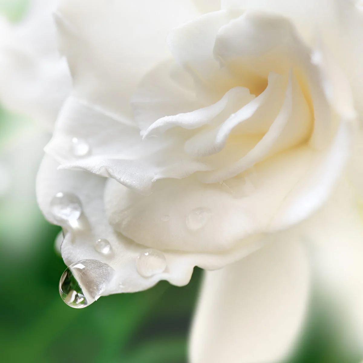 Gardenia Blossom Fragrance Oil - Image 4