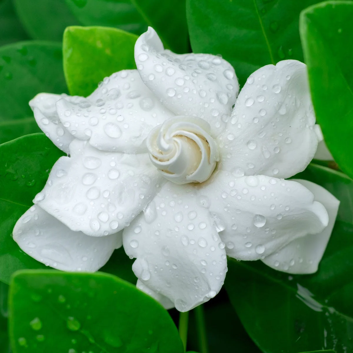 Gardenia Fragrance Oil - Image 4