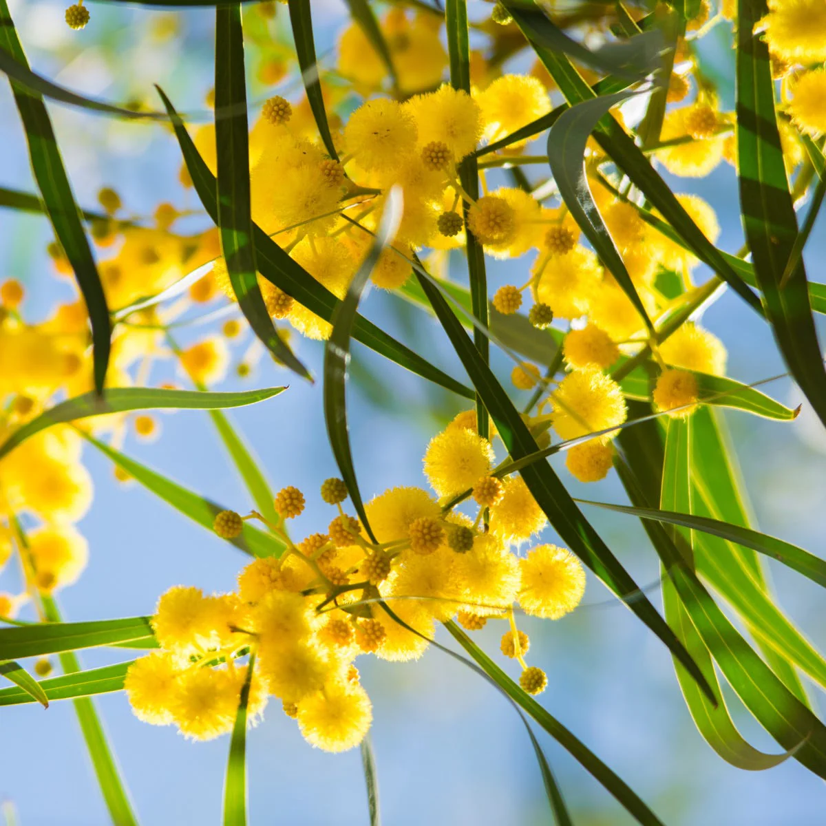 Golden Wattle Fragrance Oil