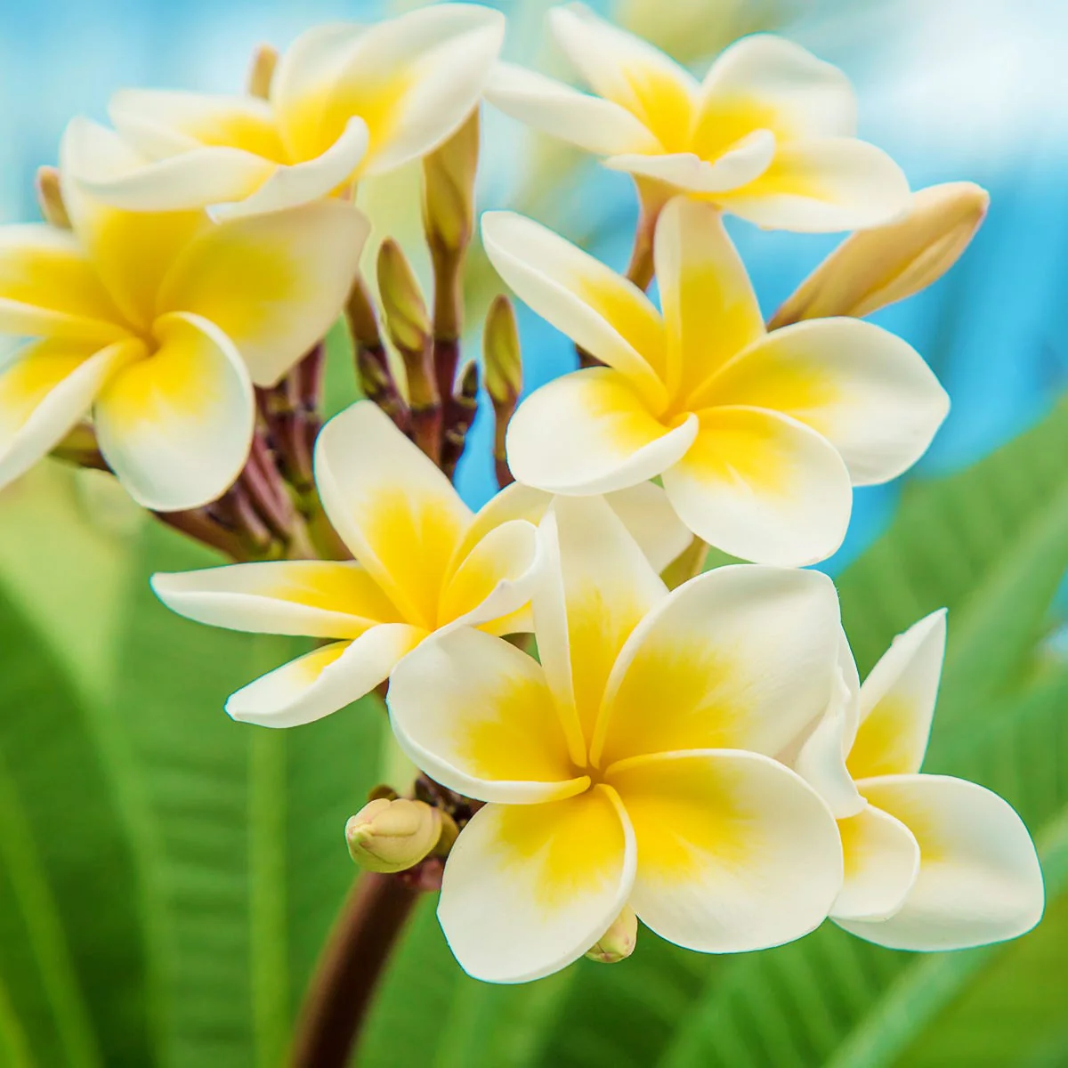 Hawaiian Frangipani Fragrance Oil - Image 2