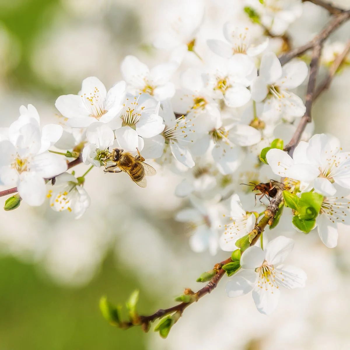 Hawaiian Honey Blossom Fragrance Oil
