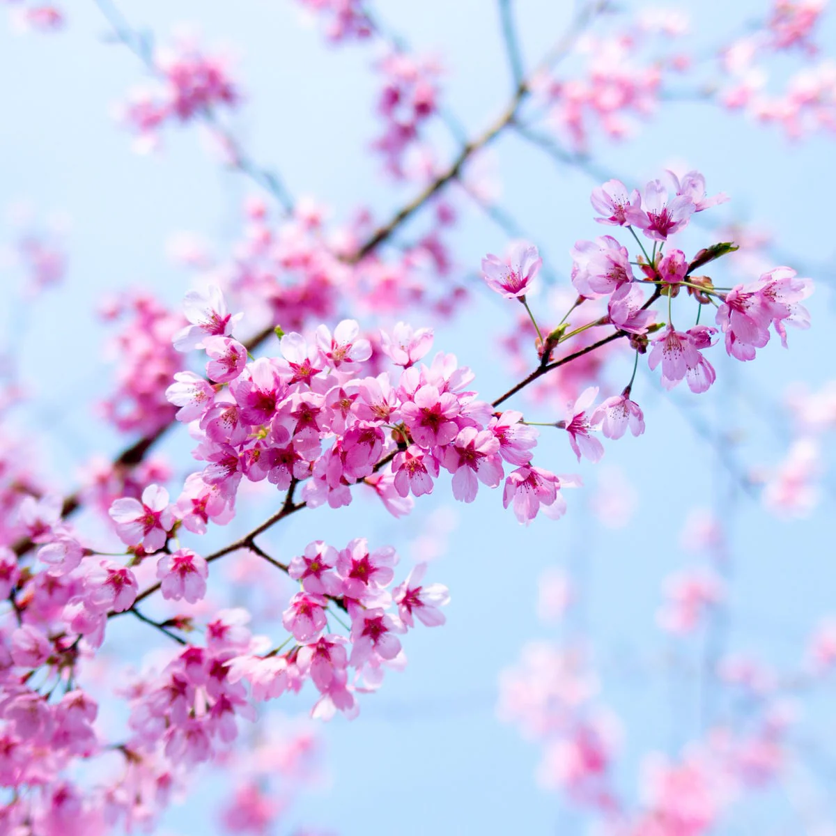 Japanese Cherry Blossom Fragrance Oil - Image 2