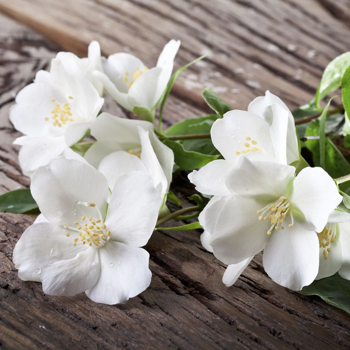 Jasmine - Fragrance Note - Image 3