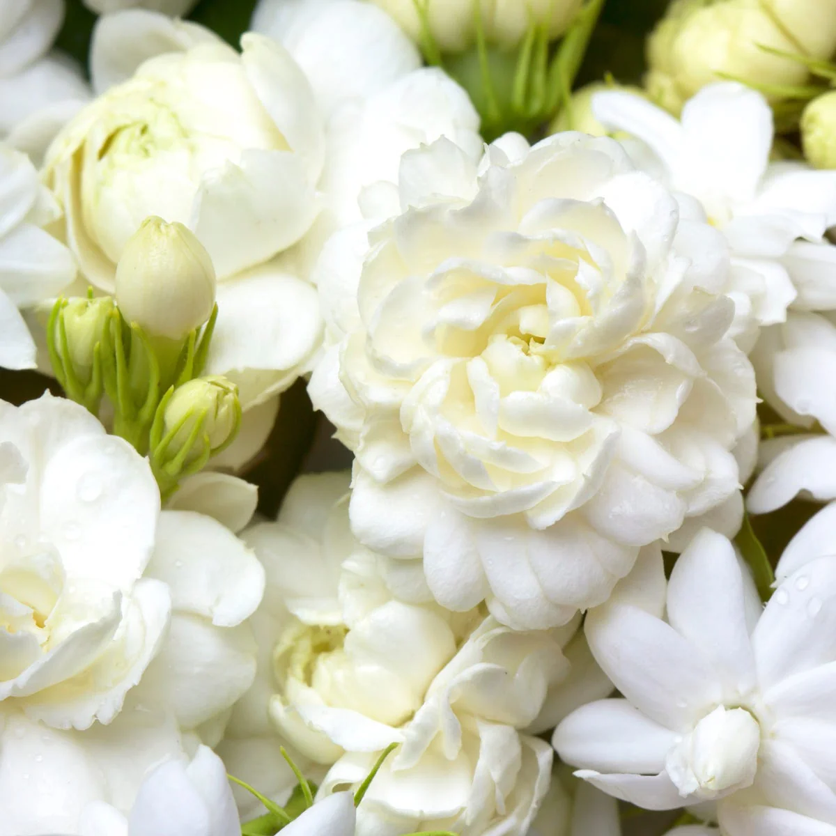 Jasmine Fragrance Oil - Image 3