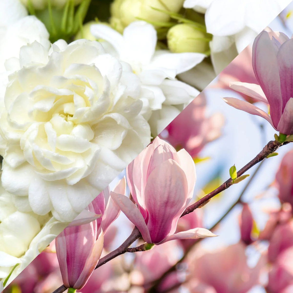 Jasmine & Magnolia Fragrance Oil - Image 4