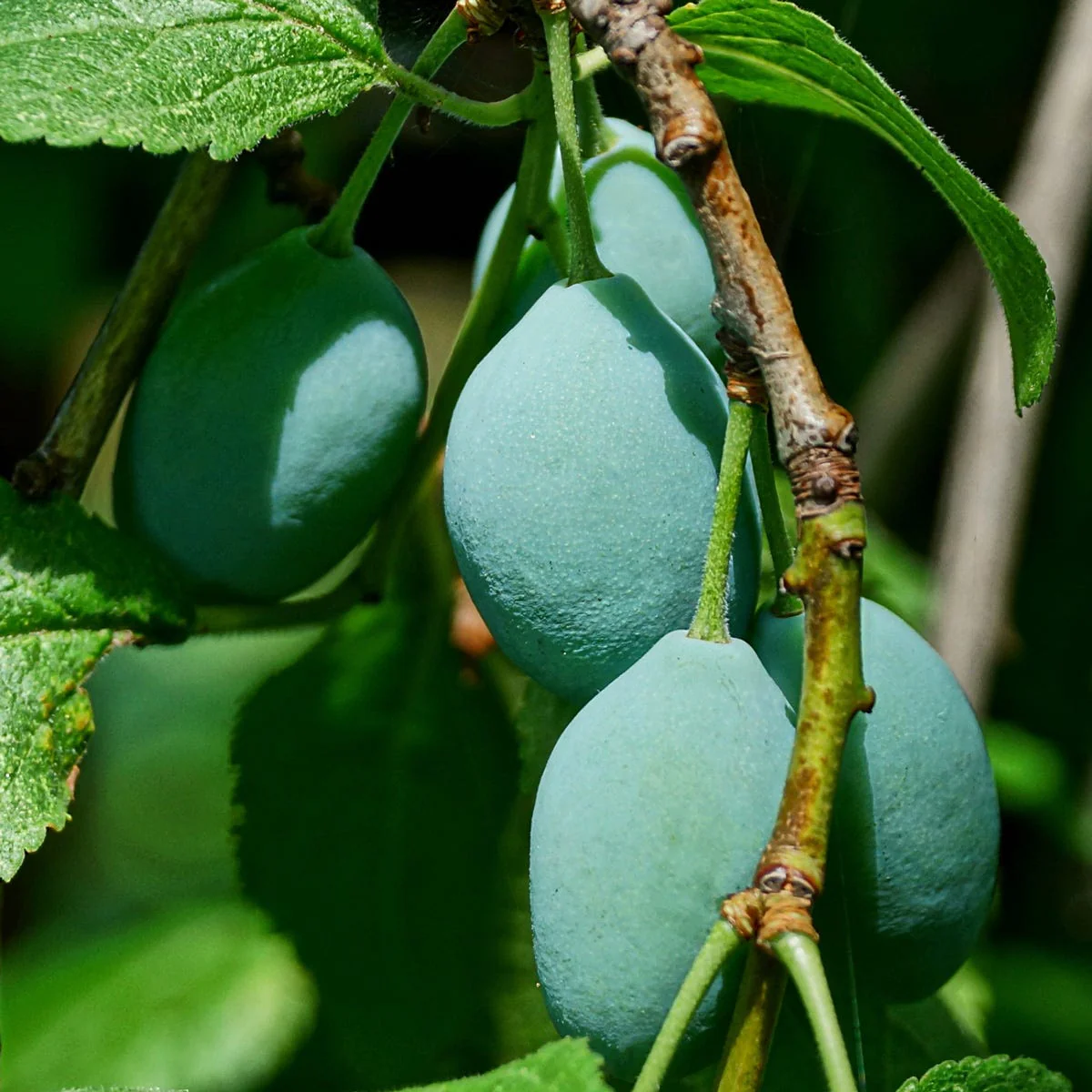 Kakadu Plum Fragrance Oil - Image 2