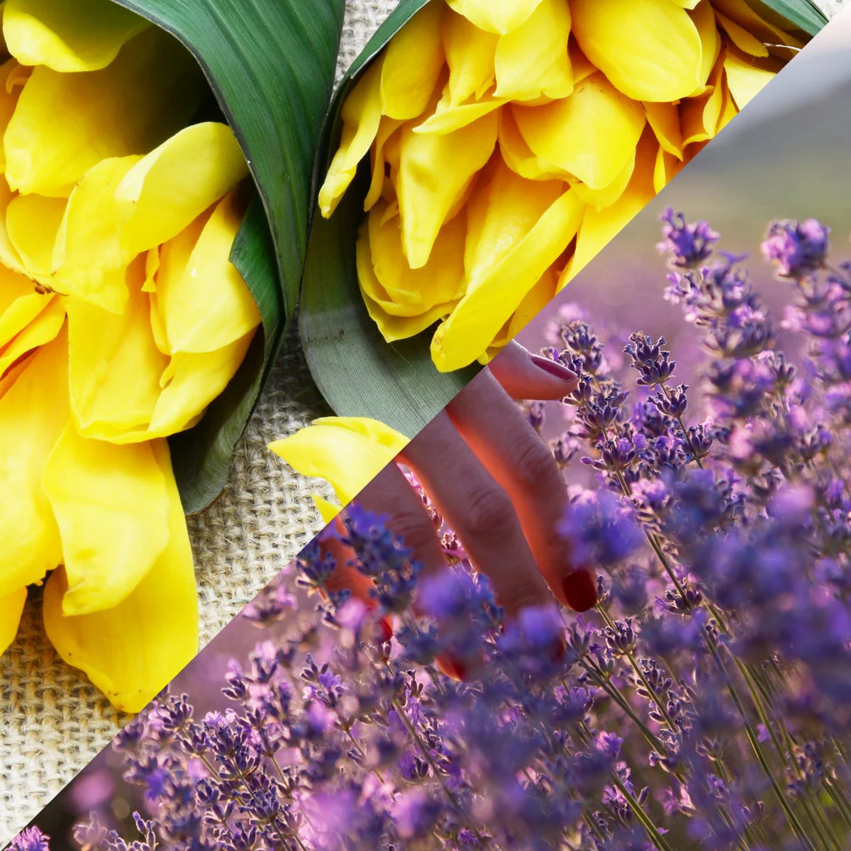 Lavender and Ylang Ylang Fragrance Oil - Image 4