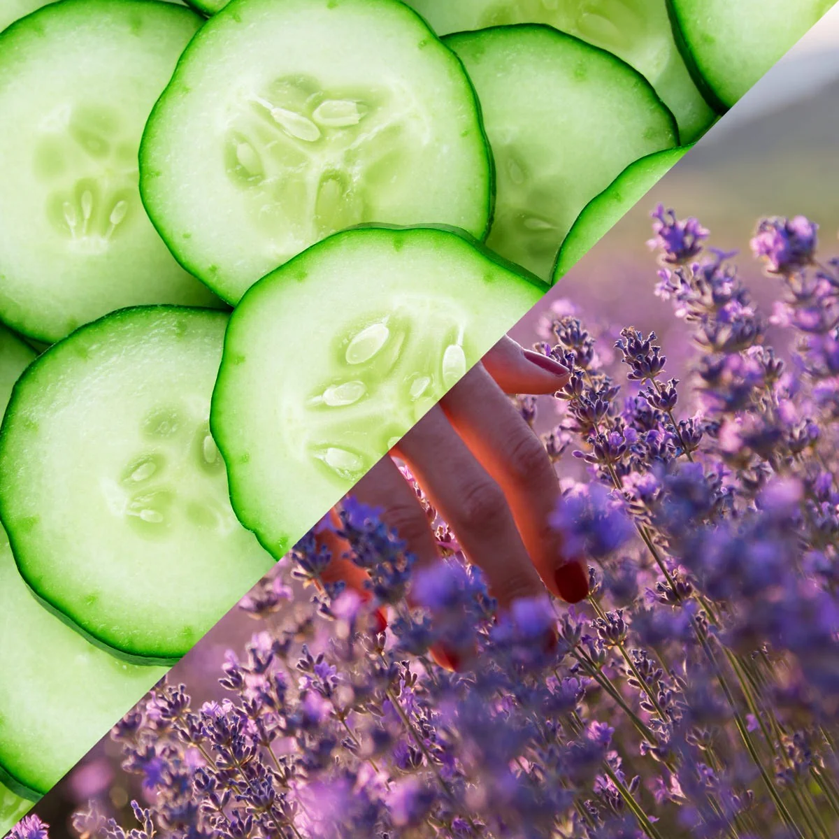 Lavender Cucumber Sage Fragrance Oil - Image 5