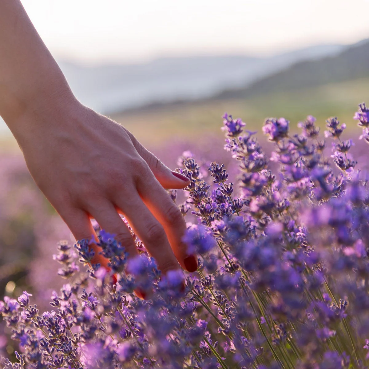 Lavender Fragrance Oil - Image 4
