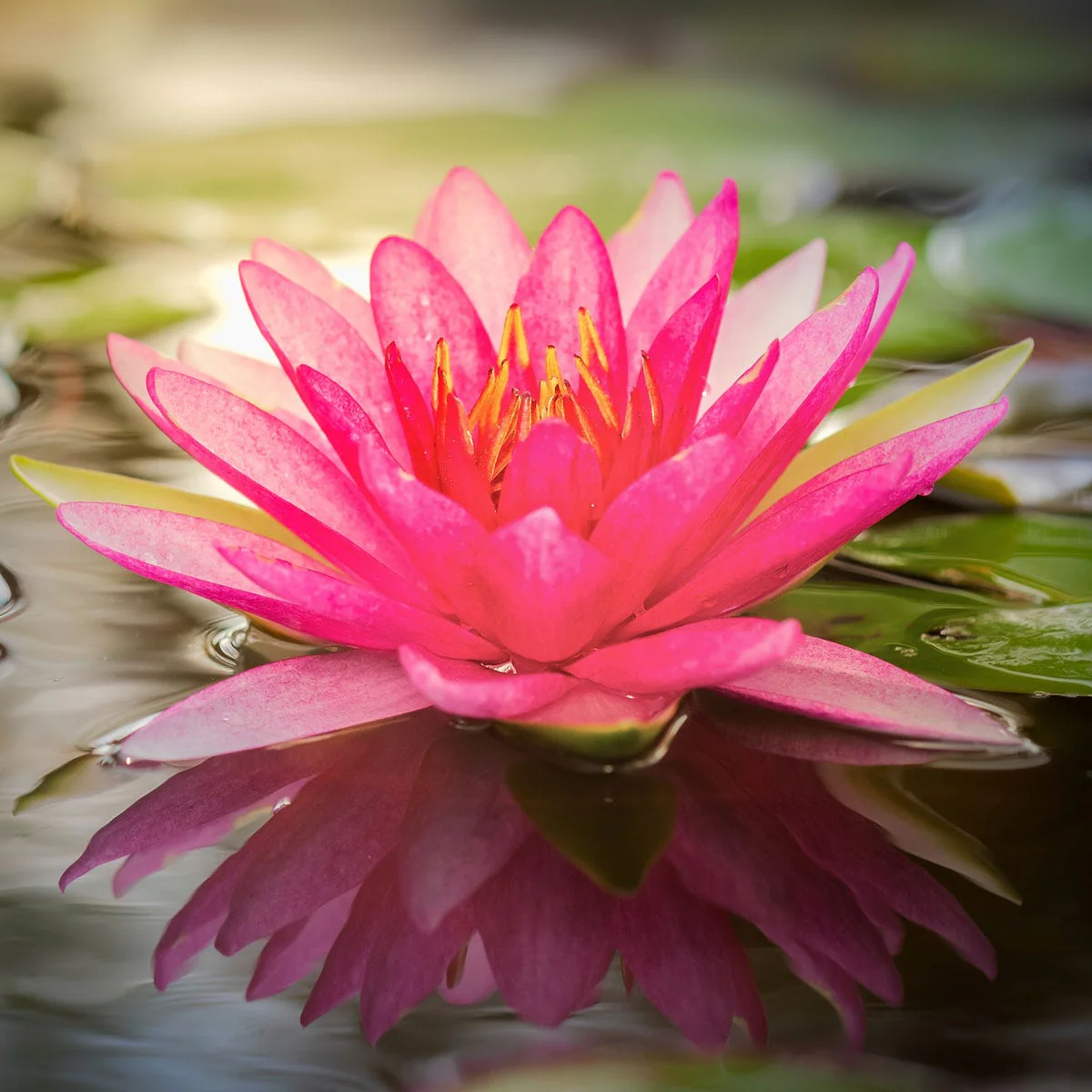 Lotus Flower Fragrance Oil - Image 3