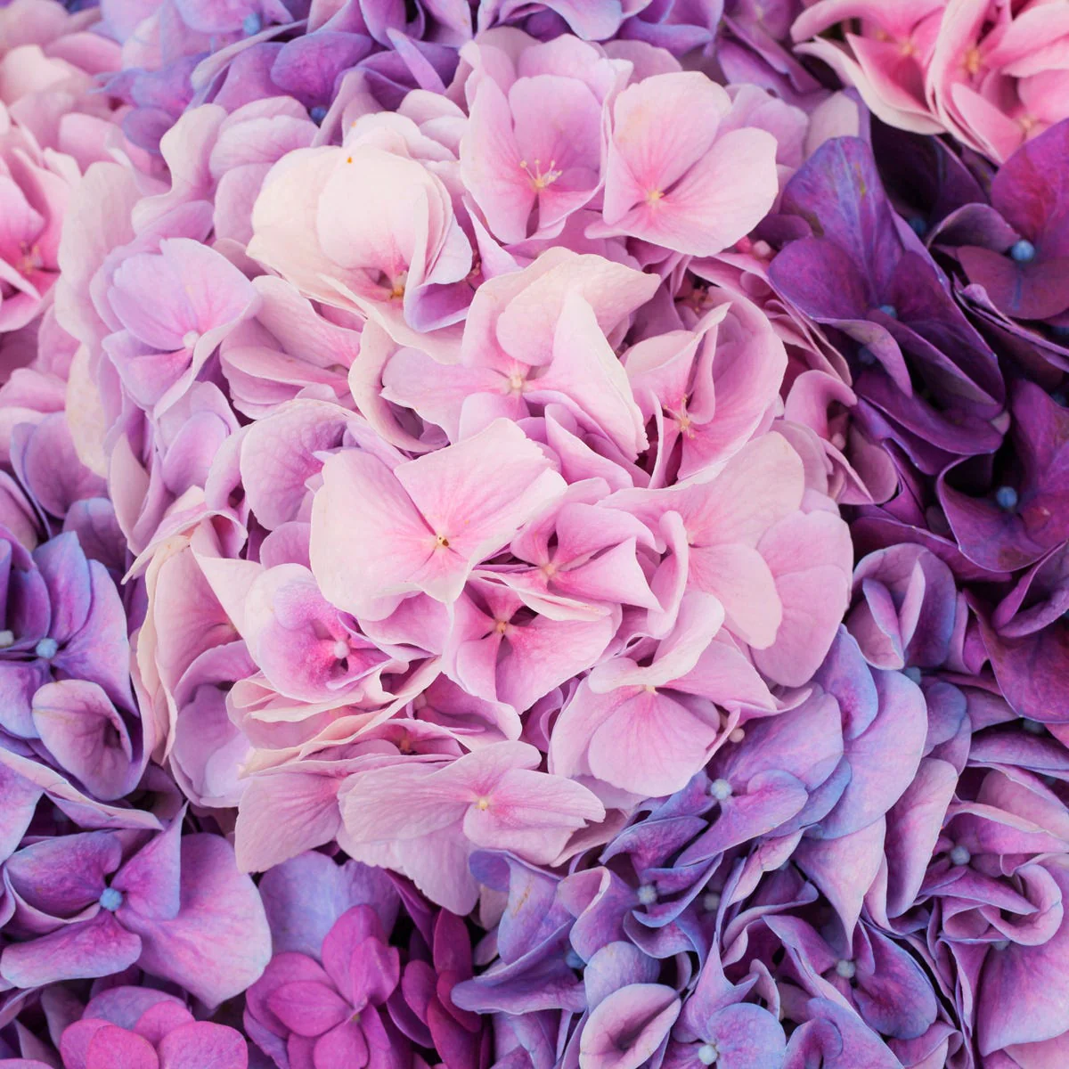 Love Spell Fragrance Oil - Image 3