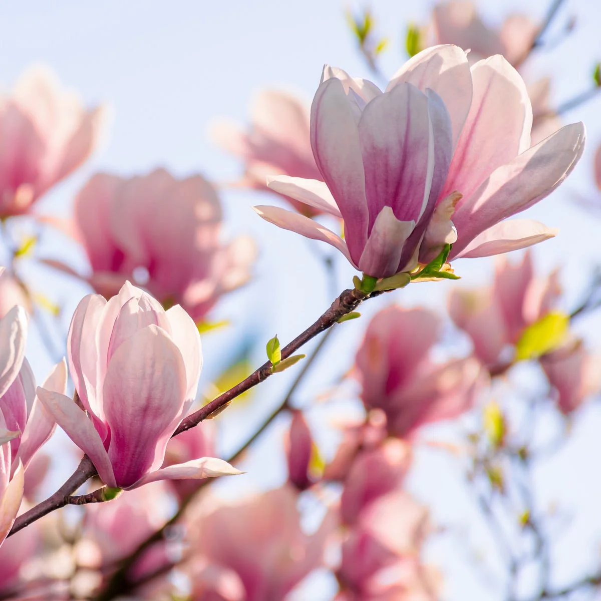 Magnolia in Bloom Fragrance Oil - Image 3