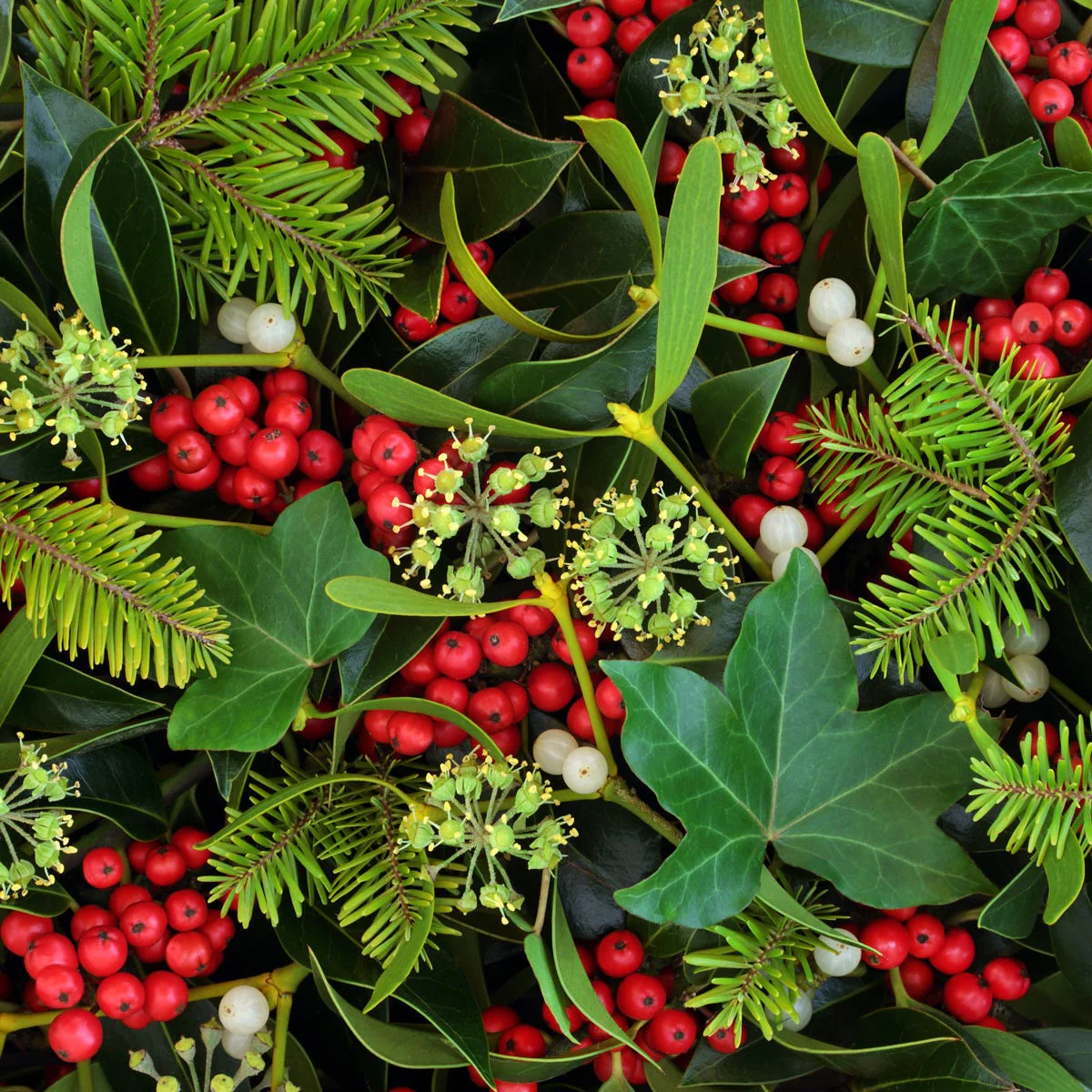 Mistletoe & Ivy Fragrance Oil - Image 3