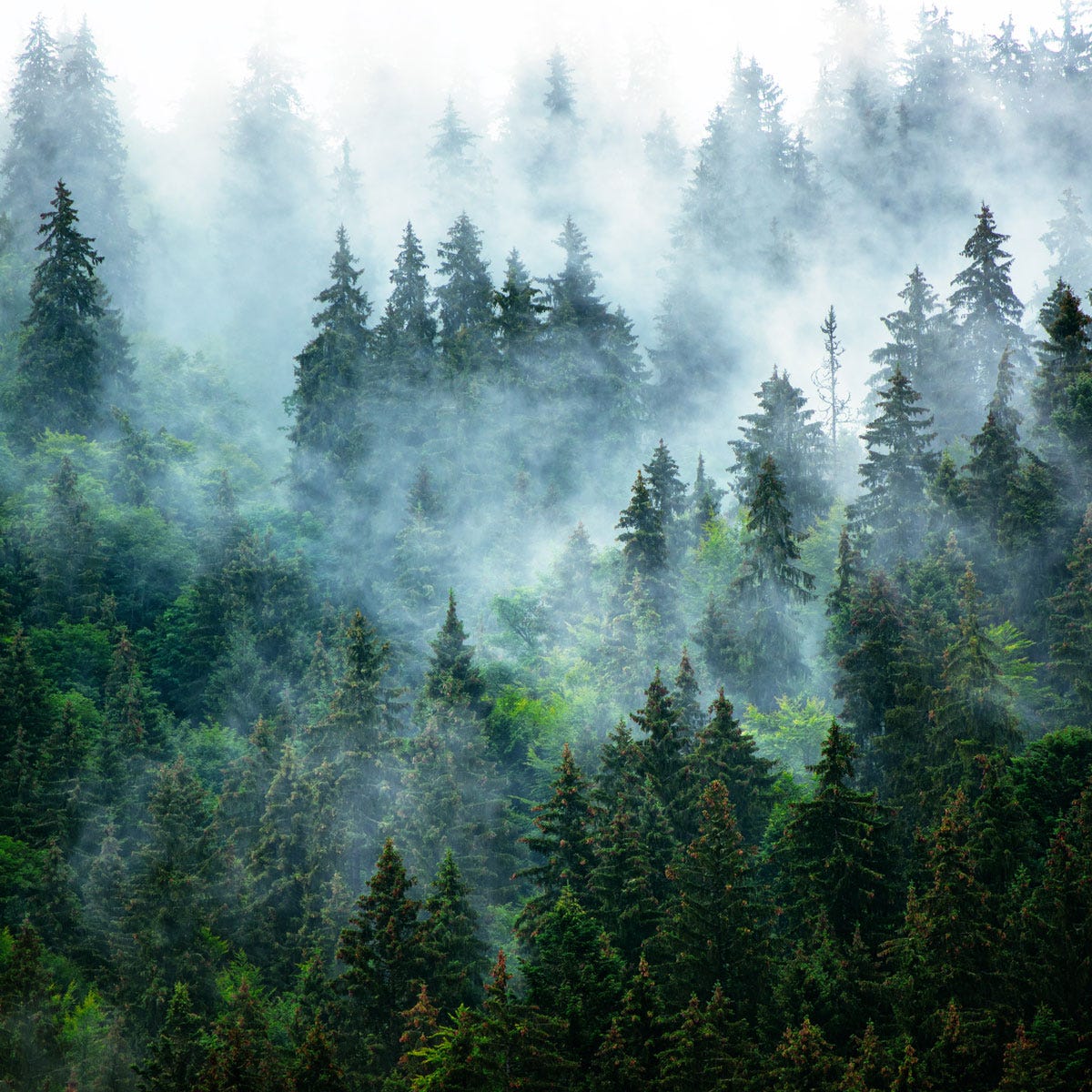 Misty Mountain Fragrance Oil - Image 2