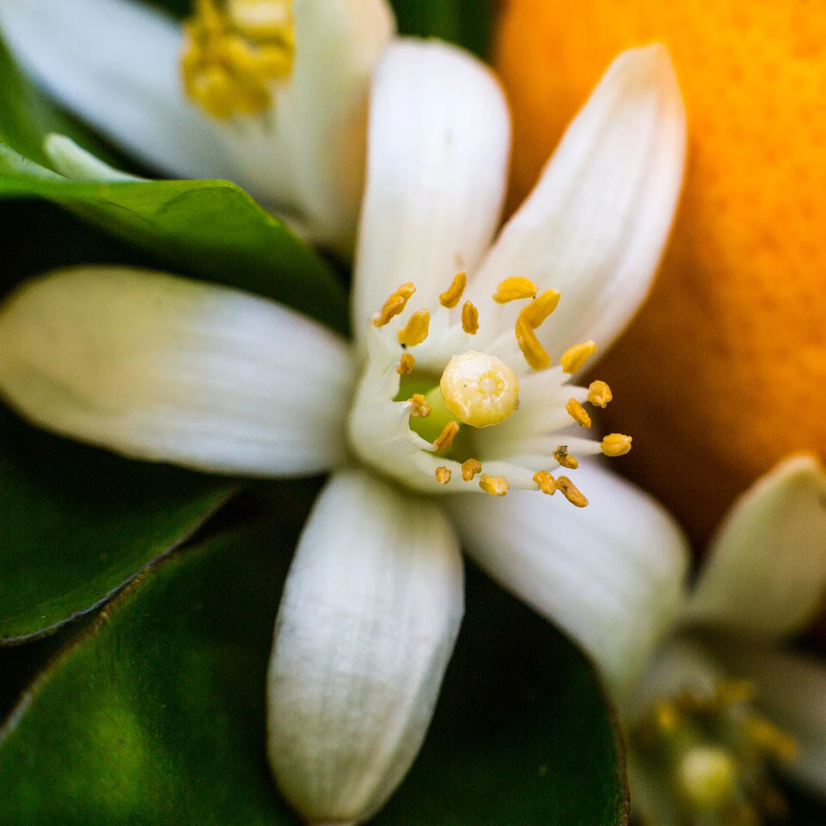 Neroli - Fragrance Note - Image 3
