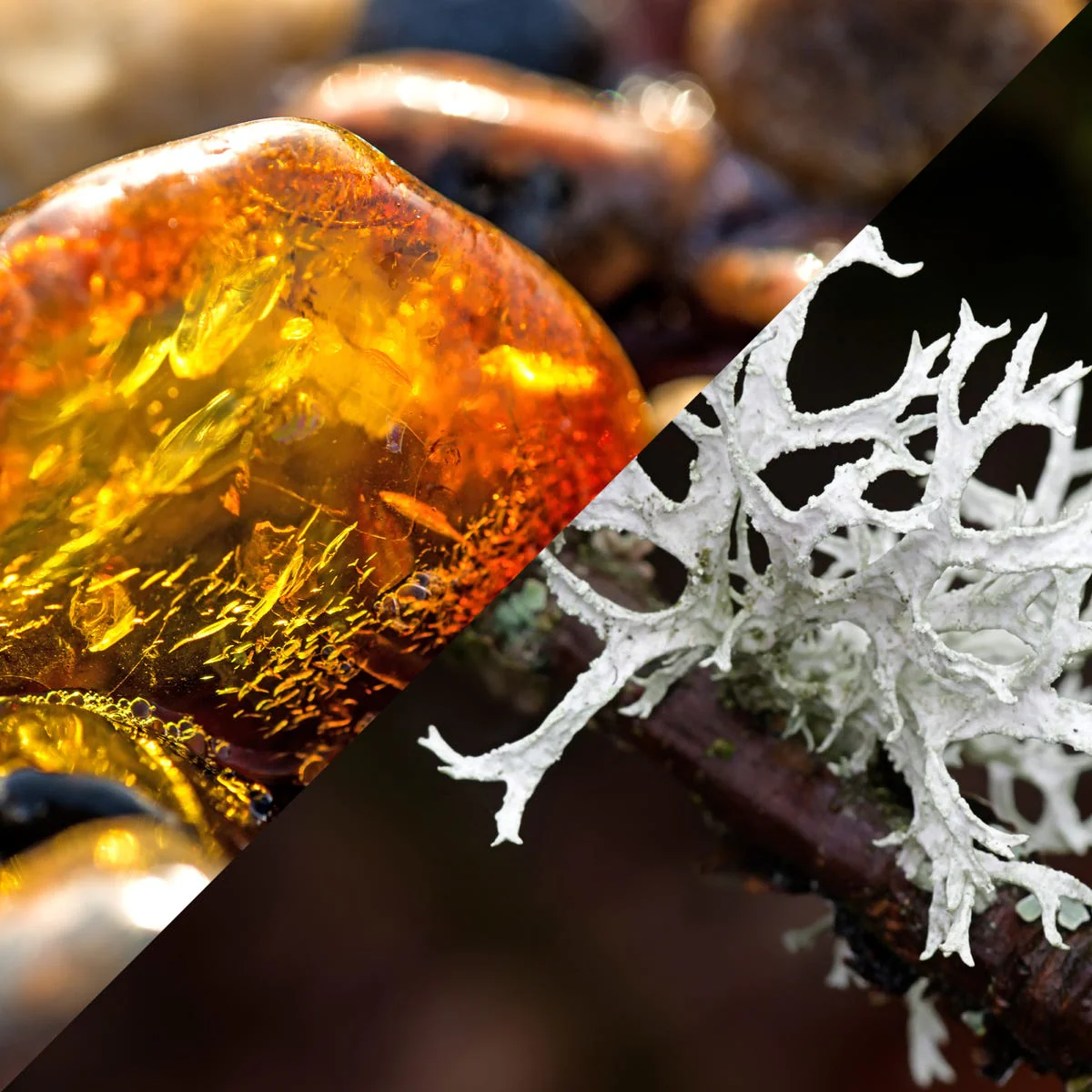 Oakmoss and Amber Fragrance Oil - Image 2