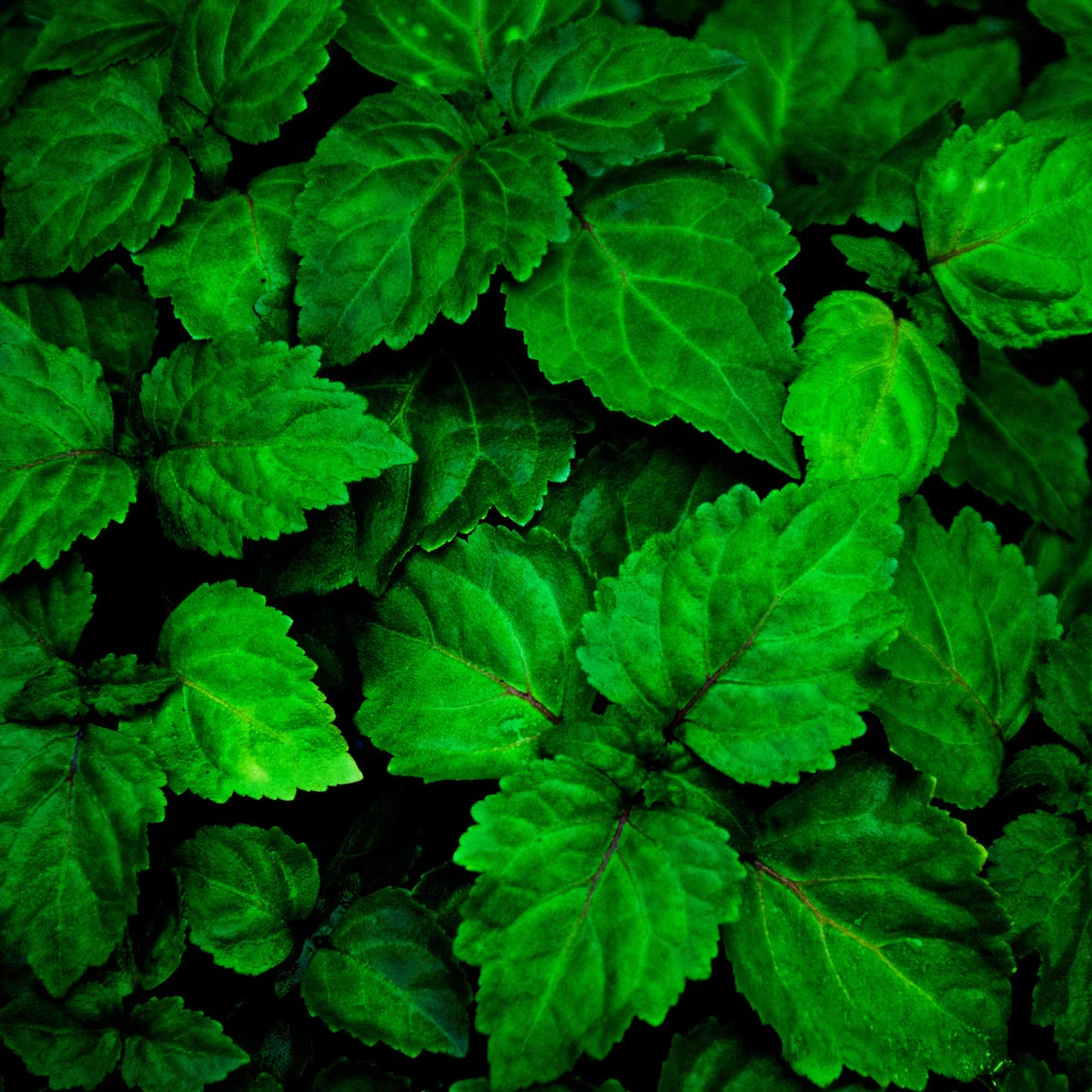 Patchouli Fragrance Oil - Image 4