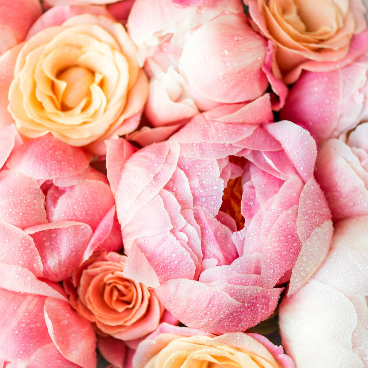 Peony Rose Fragrance Oil - Image 3