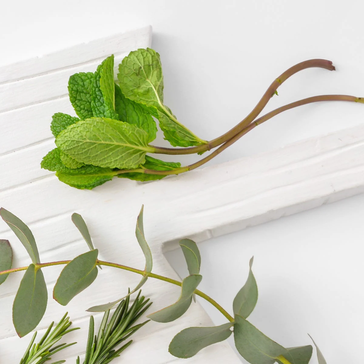 Peppermint and Eucalyptus Fragrance Oil