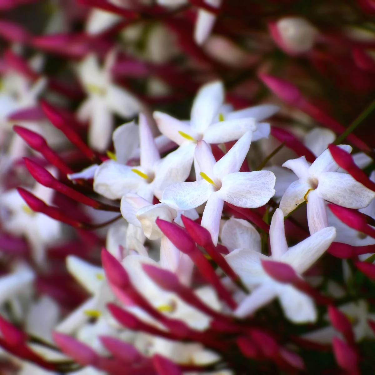 Pink Jasmine and Violet Fragrance Oil - Image 4