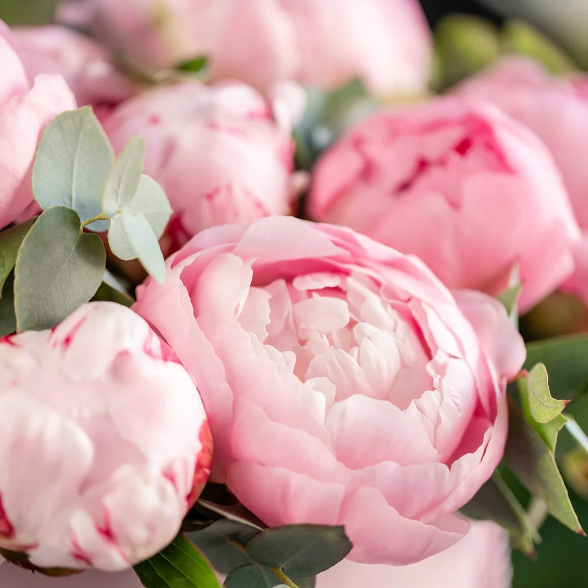 Pink Peony Fragrance Oil - Image 5