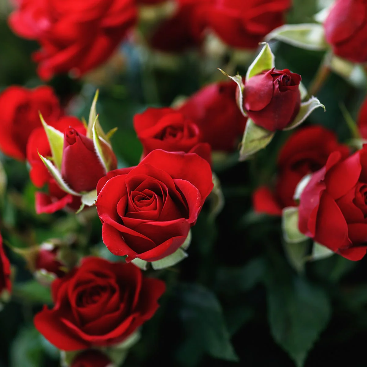 Rose Fragrance Oil - Image 3