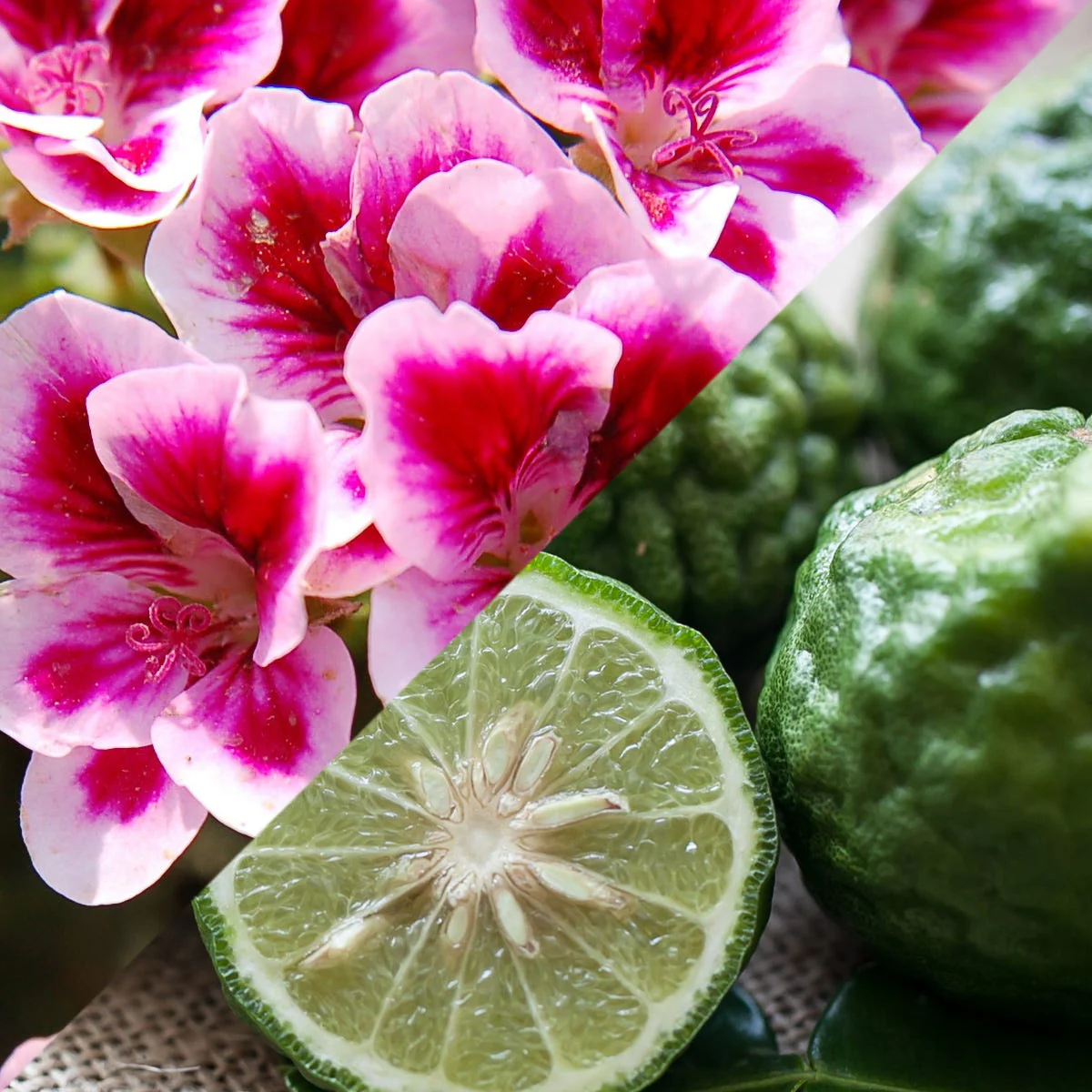 Rose Geranium & Bergamot Fragrance Oil