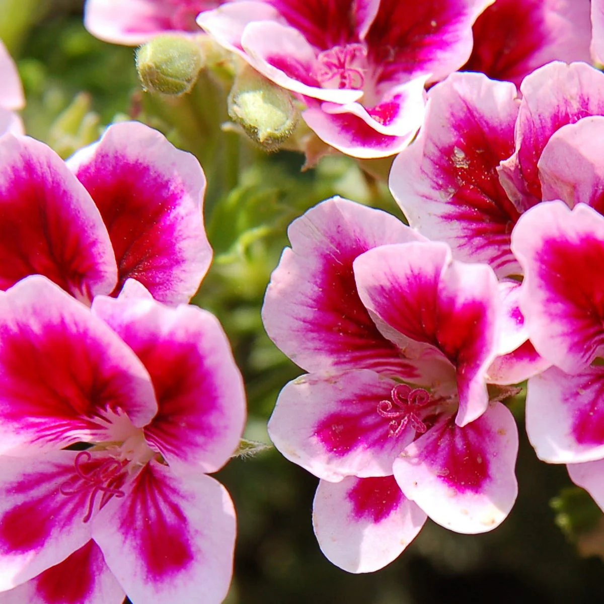 Rose Geranium Fragrance Oil - Image 5