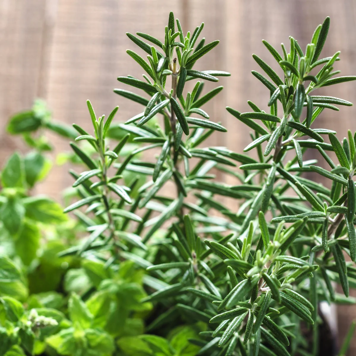 Rosemary & Mint Fragrance Oil - Image 2