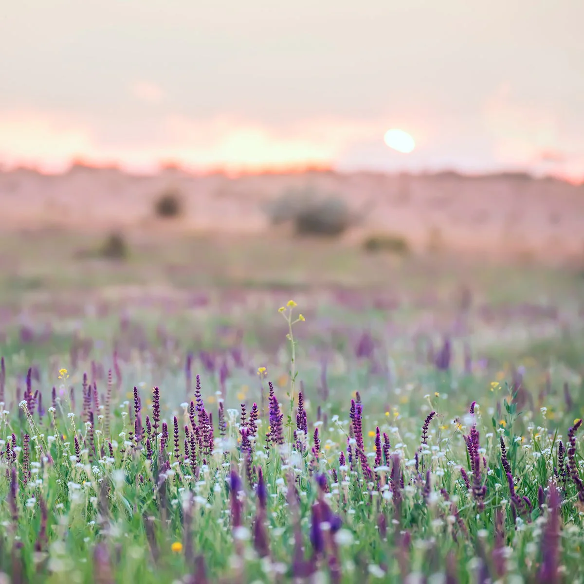 Sage Flower Fragrance Oil - Image 4