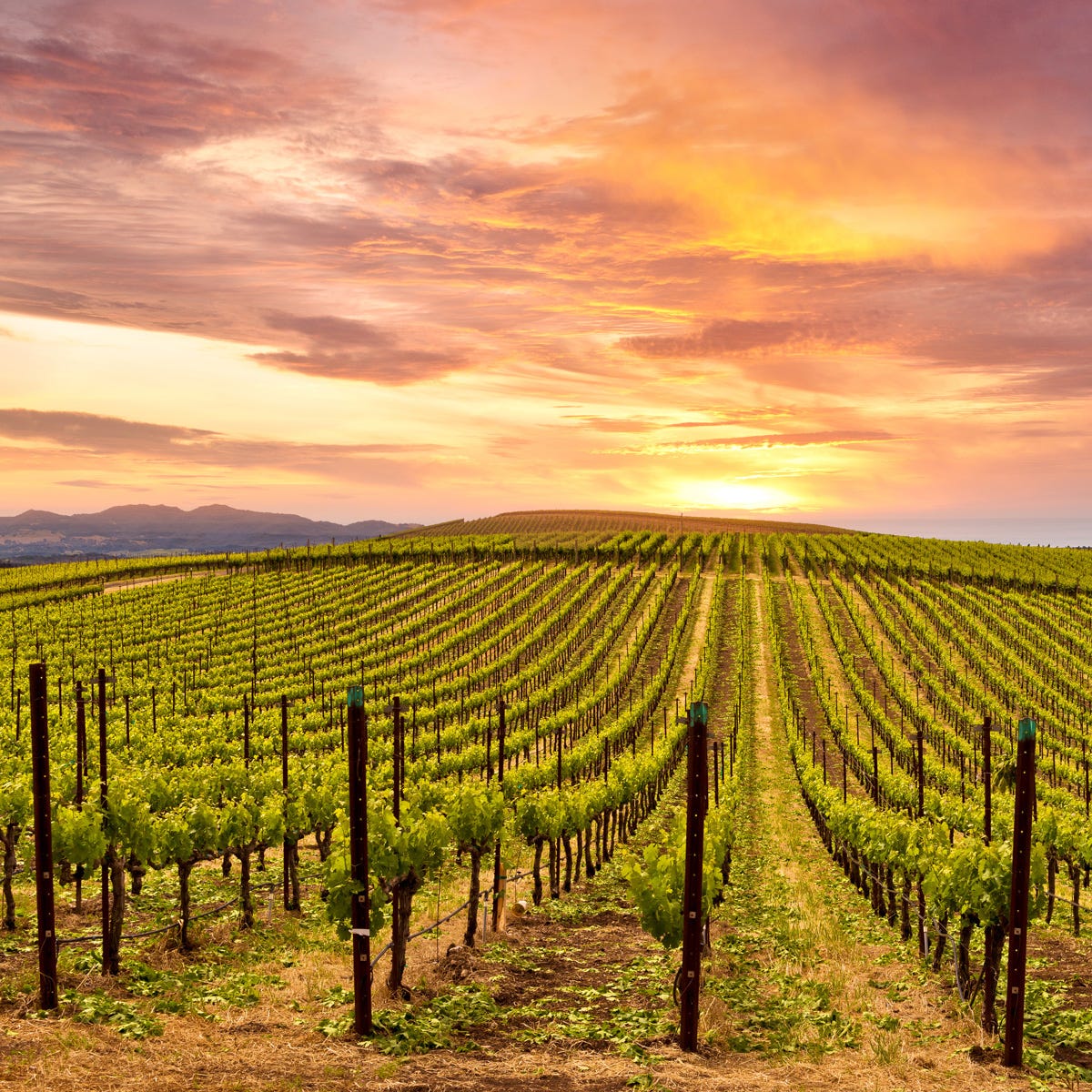 Sonoma Sunset Fragrance Oil - Image 2