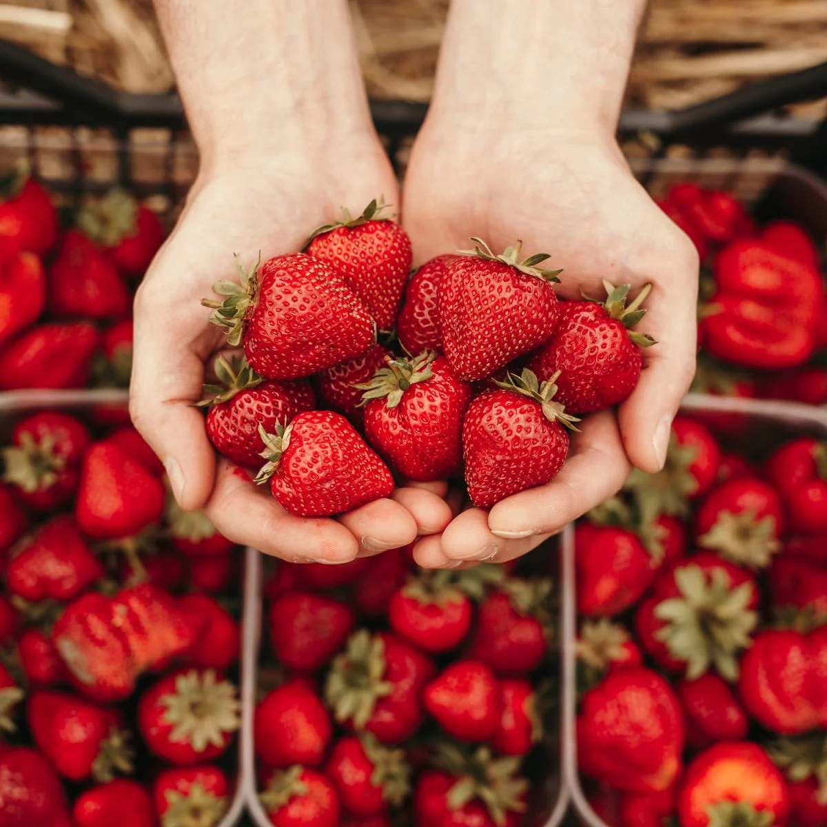 Strawberry Fragrance Oil