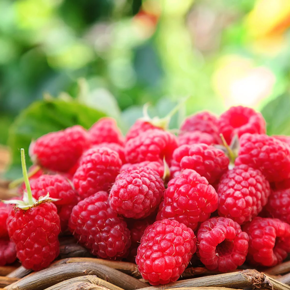 Sun Ripened Berry Fragrance Oil - Image 4