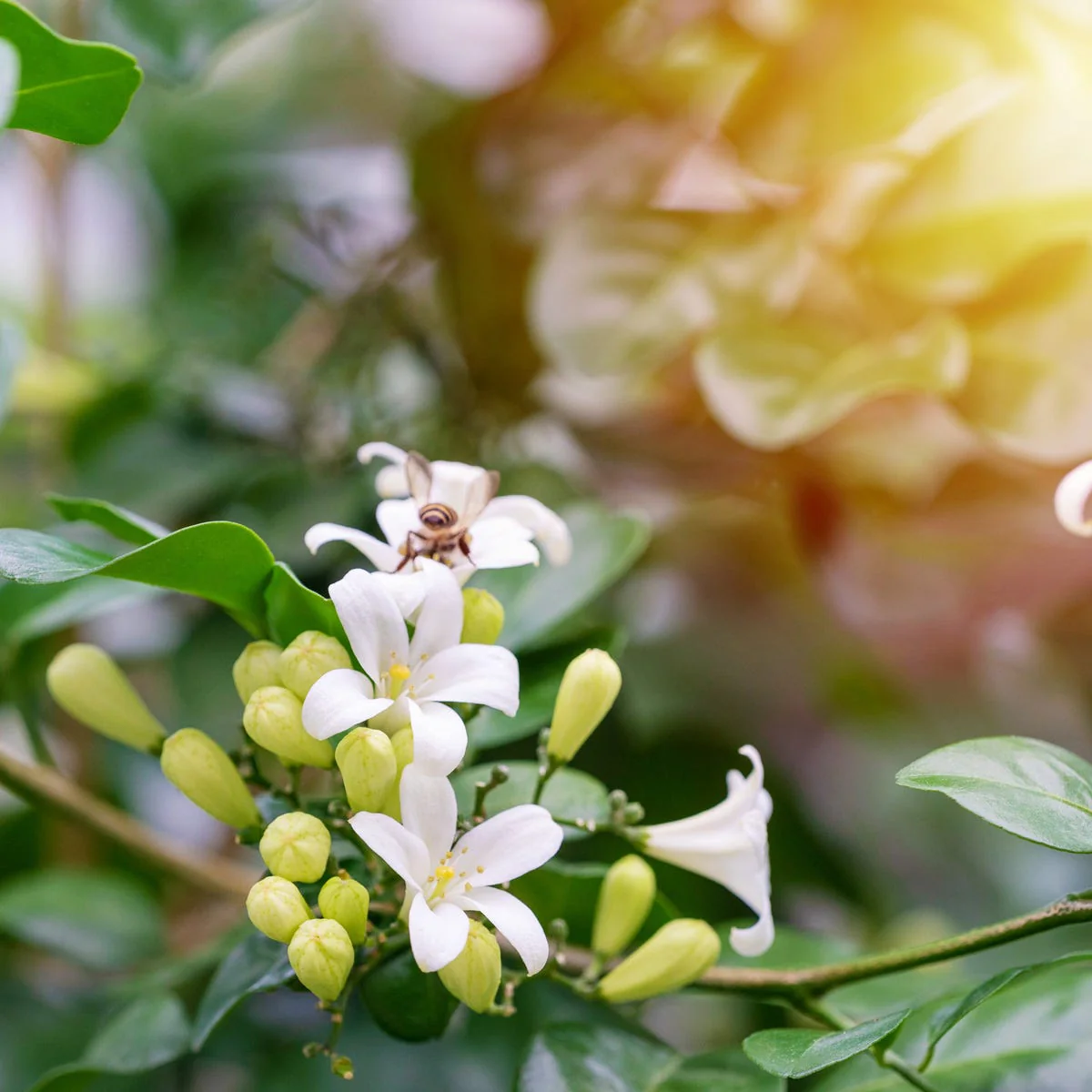 Sweet Jasmine & Bergamot Fragrance Oil